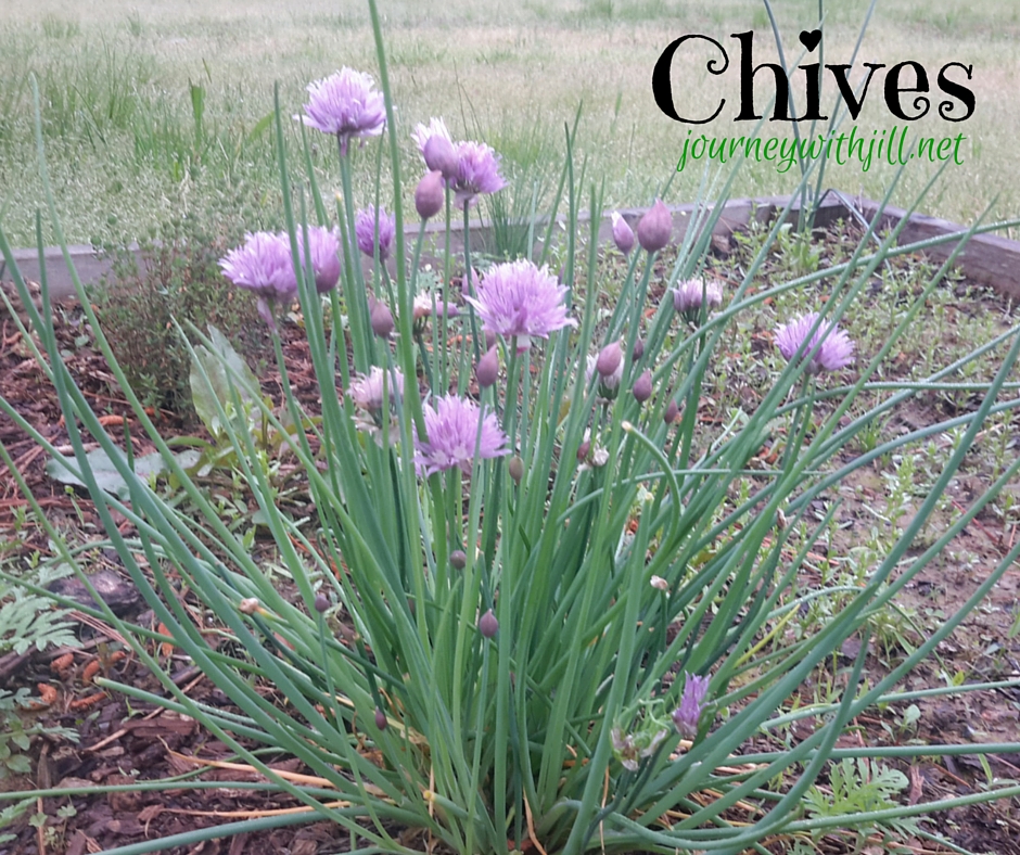 Chives - Favorite Herbs | Journey with Jill