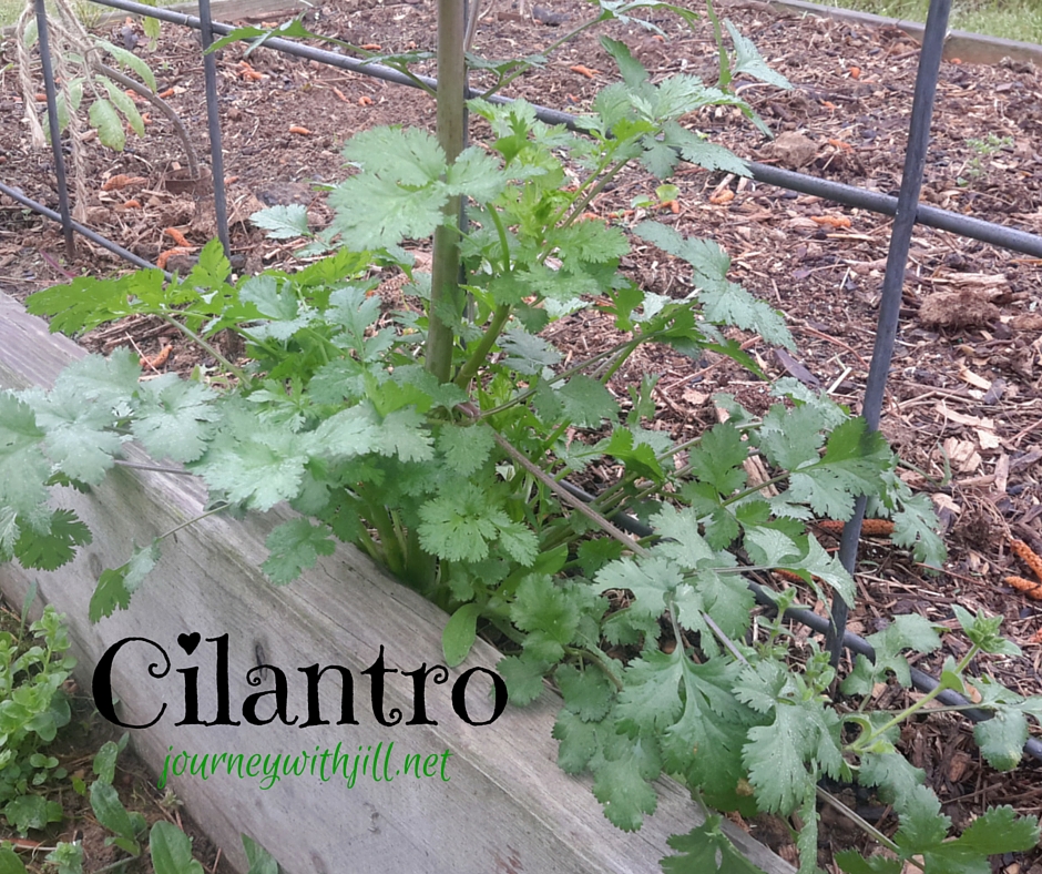 Cilantro - Favorite Herbs | Journey with Jill