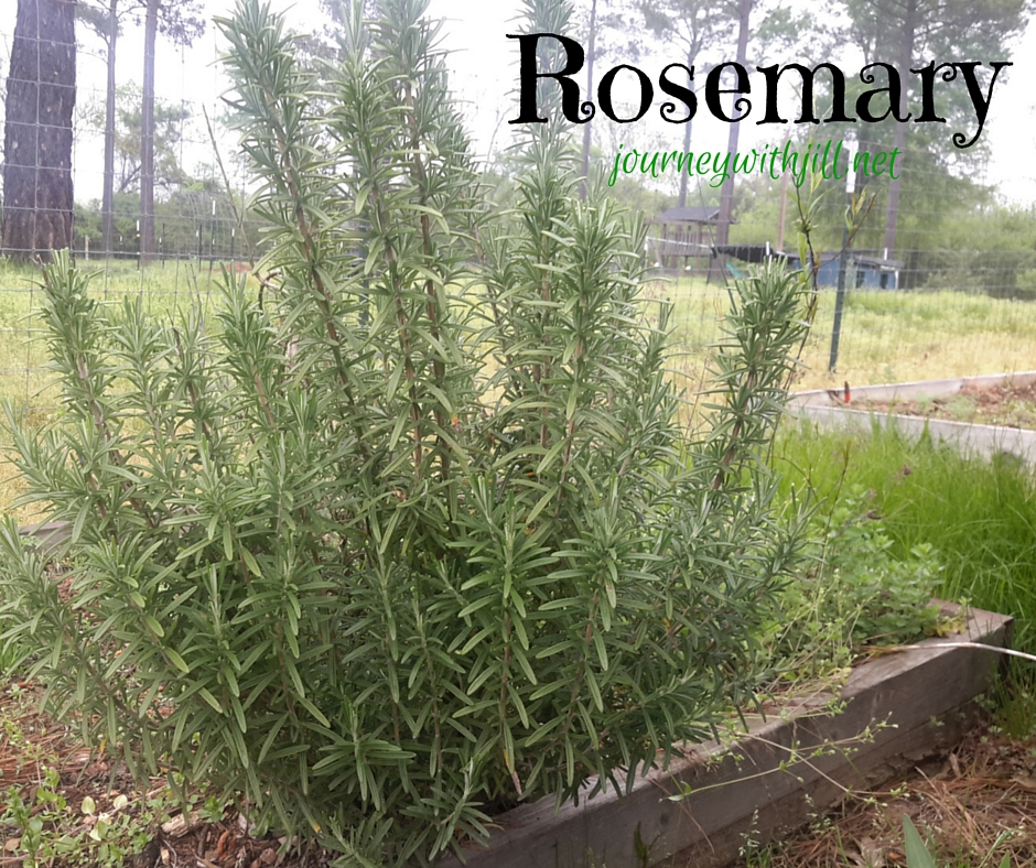 Rosemary - Favorite Herbs | Journey with Jill