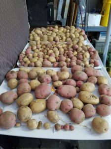 Curing Potatoes in the Garage | Journey with Jill