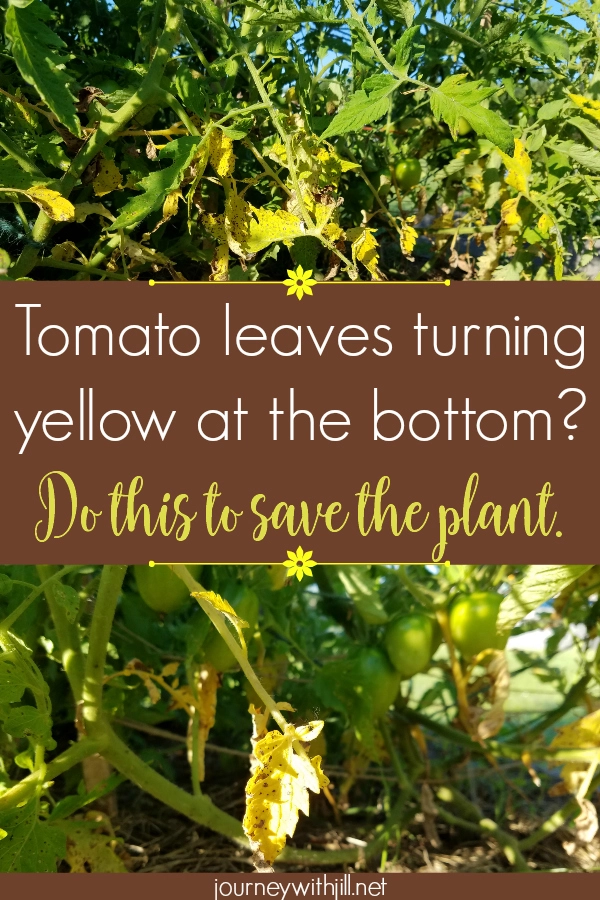 Yellow Leaves At The Bottom Of Your Tomato Plants The Beginner S Garden,Benjamin Moore Best Exterior Gray Paint Colors