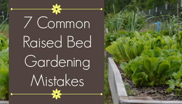 7 Common Mistakes In Raised Bed Gardening The Beginner S Garden