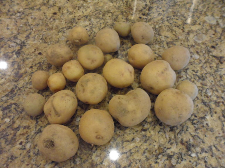 How to Store Potatoes in a Hot and Humid Climate
