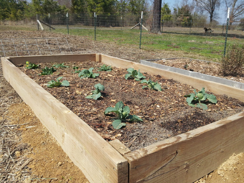 raised bed with cabbage