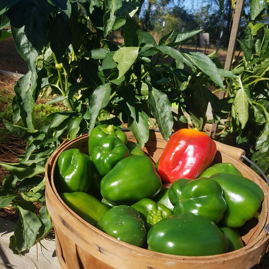pepper harvest