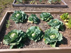 cabbage in raised bed