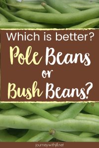 Pole Beans vs Bush Beans