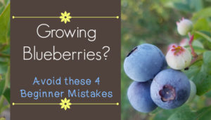 Growing Blueberries - Avoid These Beginner Mistakes