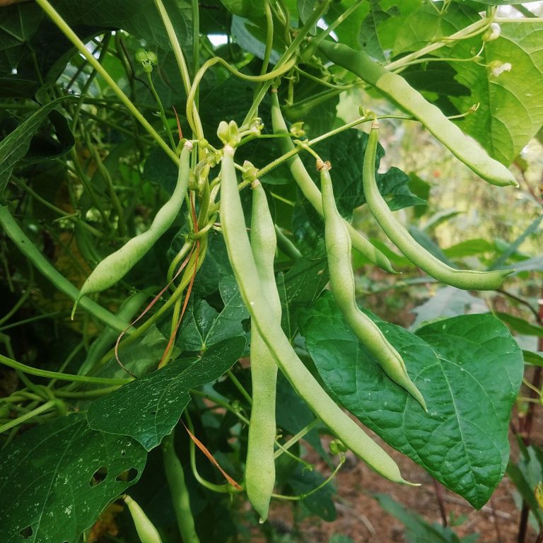 young blue lake beans