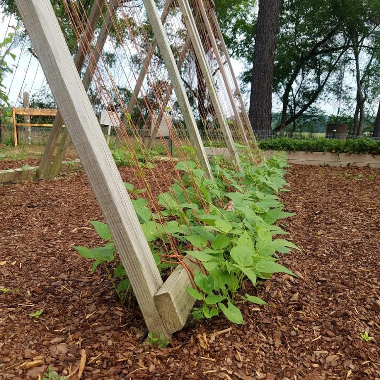 green beans growing up trellis