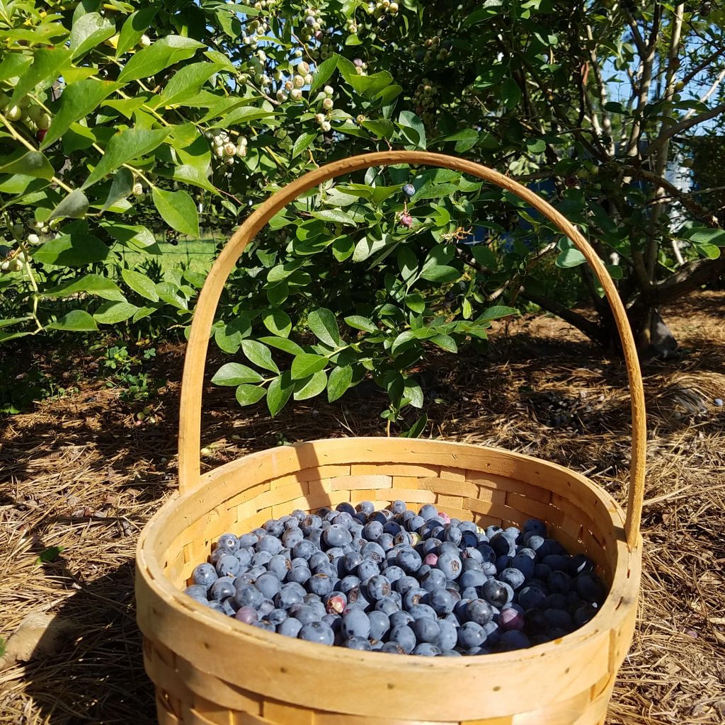 blueberry-basket