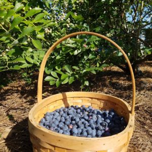 Growing Blueberries? Avoid these 4 Beginner Mistakes