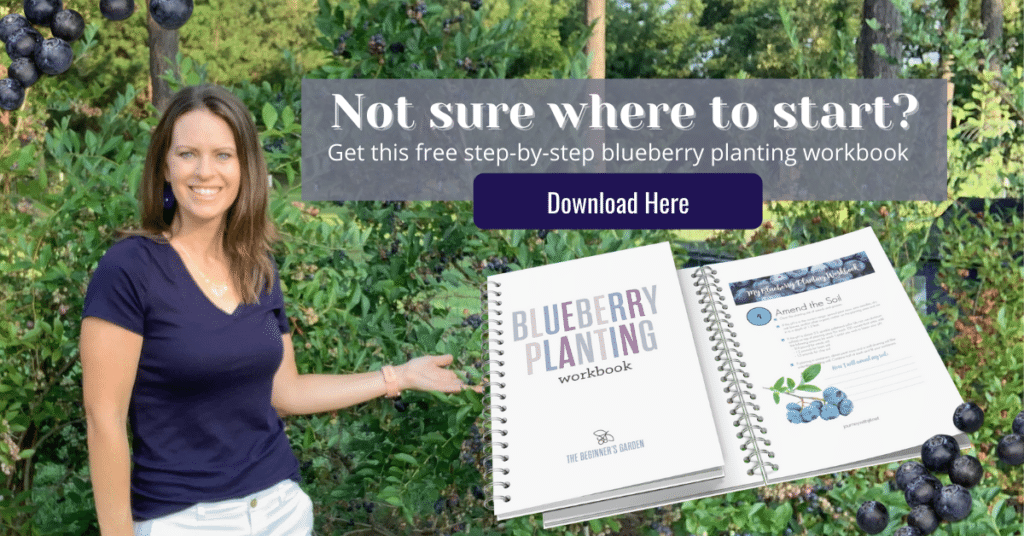 download free blueberry workbook