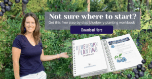download free blueberry workbook