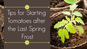 Tips for Starting Tomatoes after Last Spring Frost