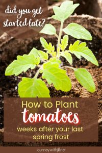 How to plant tomatoes late in the season