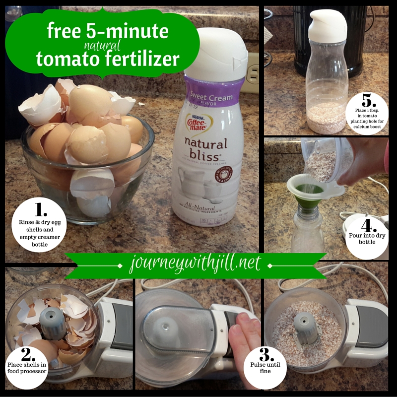 FREE 5-minute natural tomato fertilizer | Journey with Jill