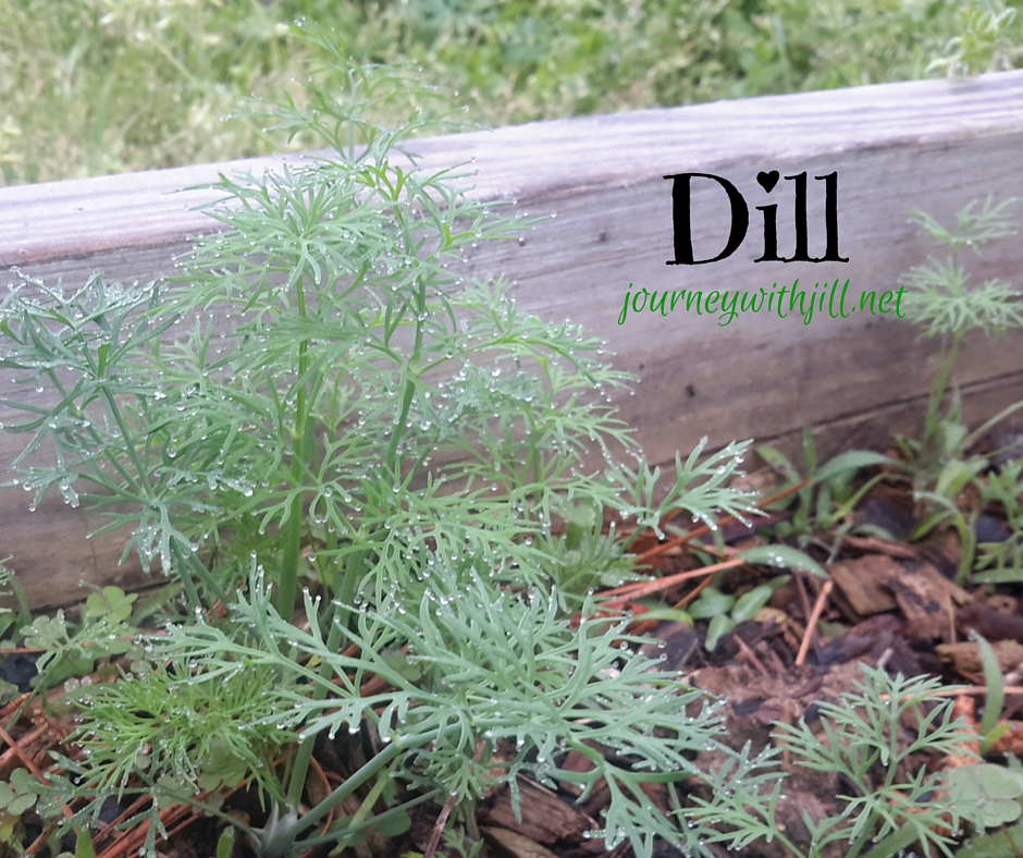Dill - Favorite herbs | Journey with Jill