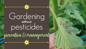 4 Ways to Grow a Healthy Garden without Pesticides