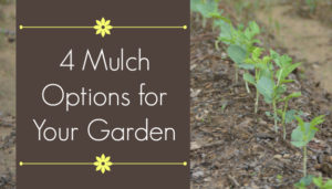 4 mulch options for your garden