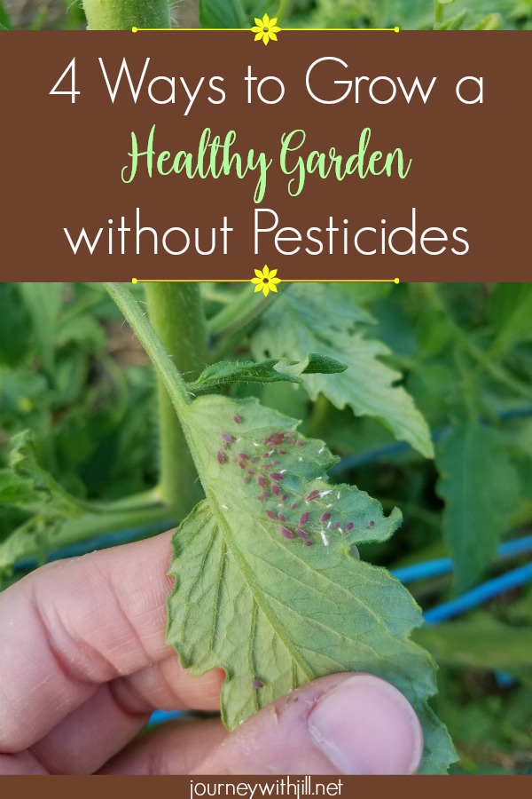 4 ways to grow a healthy garden without pesticides