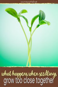 why to thin seedlings