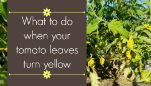 What to do when your tomato leaves turn yellow