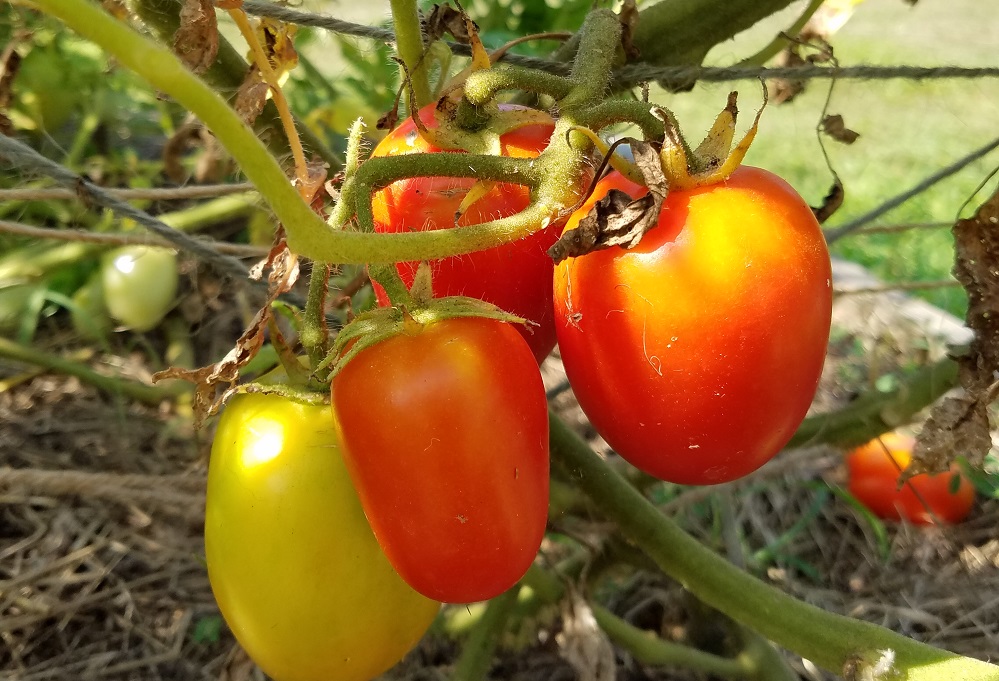 Healthy tomatoes after cutting off yellow leaves caused by early blight | Journey with Jill