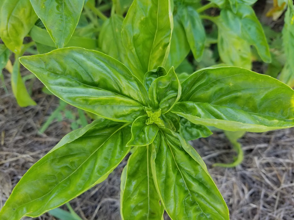 basil going to seed
