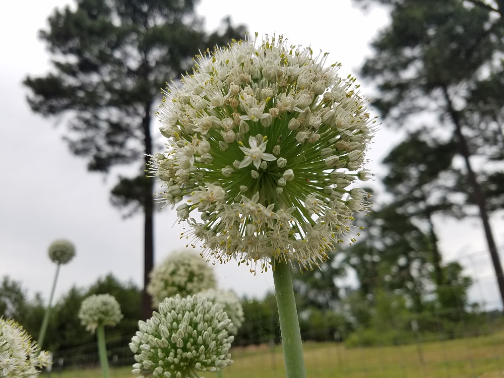 onion flowers that have bolted