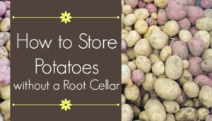 how to store potatoes without a root cellar