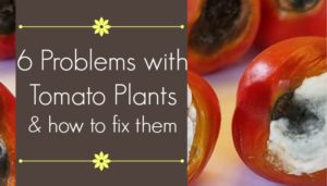 6 Problems with Tomato Plants