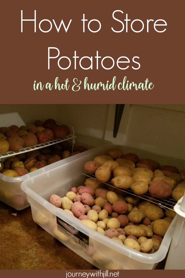 How to Store Potatoes in a Hot and Humid Climate