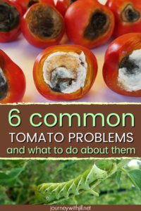 6 Common Tomato Problems