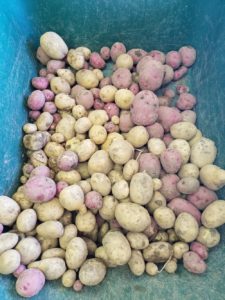 Potato Harvest | Journey with Jill