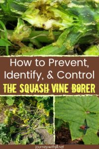 How to Prevent, Identify, and Control the Squash Vine Borer