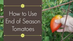How to Use End of Season Tomatoes