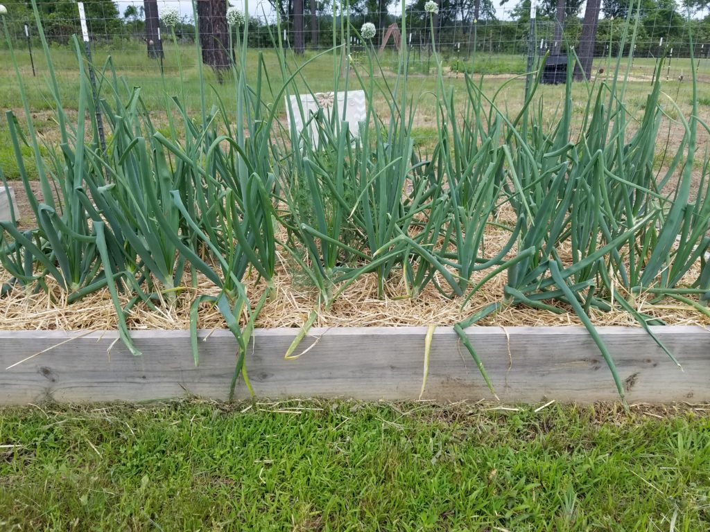 Garlic in raised beds | Journey with Jill