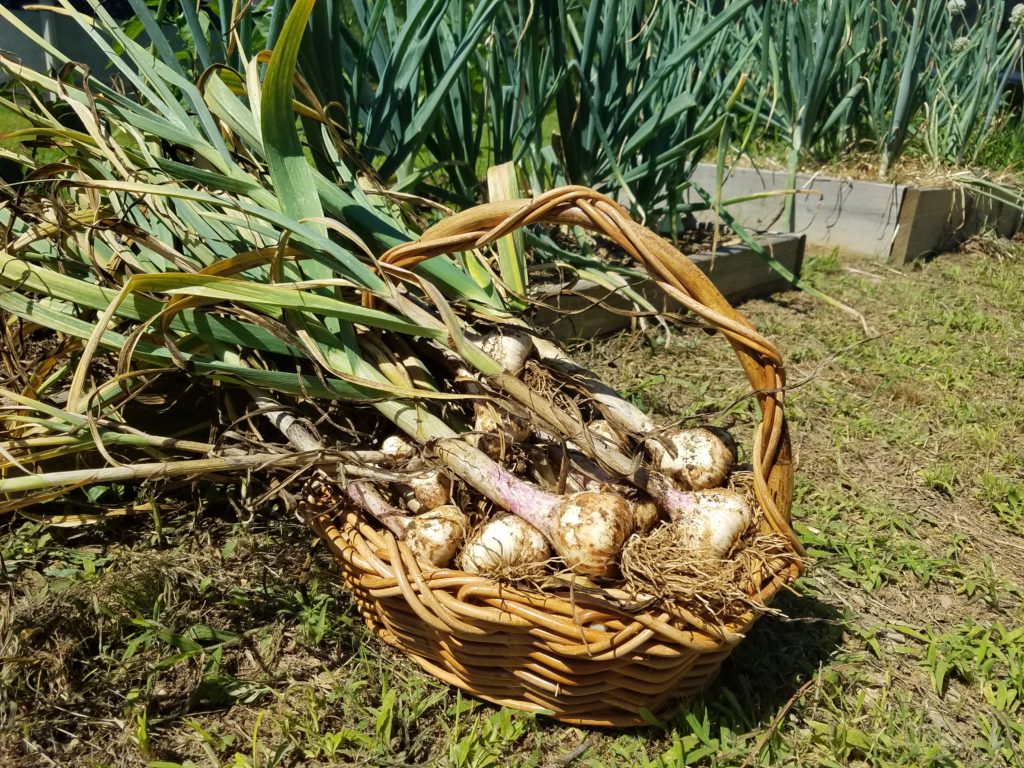 Garlic Harvest | Journey with Jill