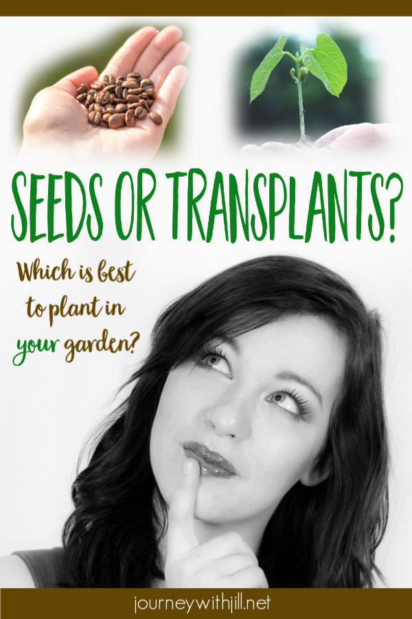 Seeds or Transplants