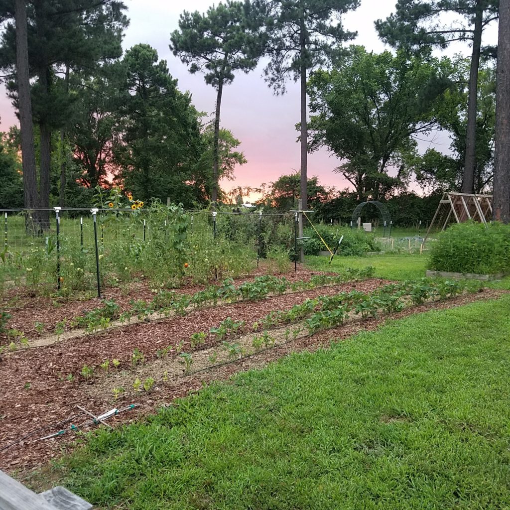 Ground Bed Garden at Sunset
