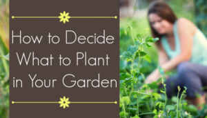 what to plant in your garden