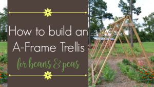 How to build an A-frame trellis