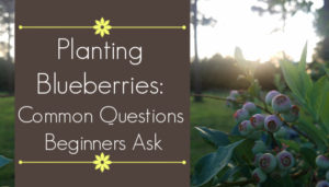 common questions beginners ask before planting blueberries