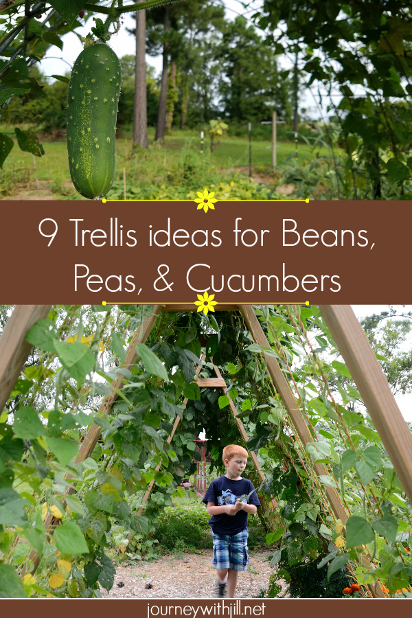 9 Doable Trellis Ideas for Beans, Peas, & Cucumbers