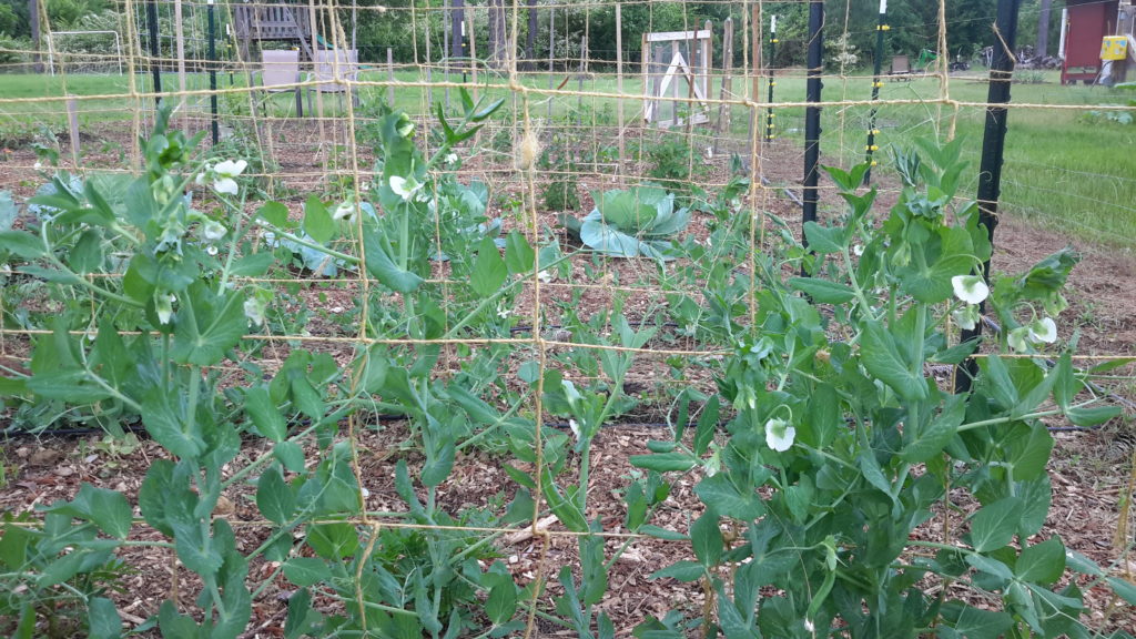 peas on vertical trellis using t-posts and twine