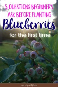 5 Questions Beginners Ask Before Planting Blueberries for the First Time