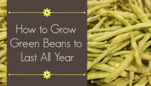 Grow Green Beans to Last All Year