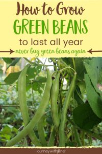 How to Grow Green Beans to Last All Year