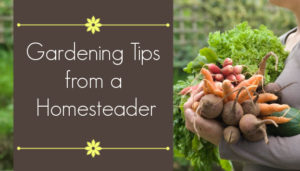 Gardening Tips from Homesteader Melissa K Norris